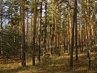 Приглашаем в однодневный поход «Поздняя осень в Пуще-Водице»