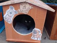 "Хатинка для друга": на Черкащині діти створили будиночки для безпритульних тварин