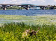 Чому зеленіє Дніпро і до чого тут водосховища?