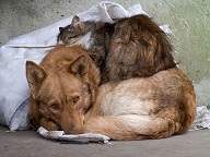 Нужно ли заботиться о бездомных животных, если вокруг страдают люди?