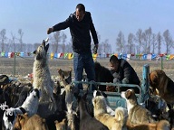 Китайский миллионер выкупил мясобойню, чтобы спасти собак и создать приют для животных