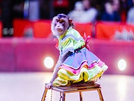 Цирки без животных. 45 стран запретили варварские развлечения